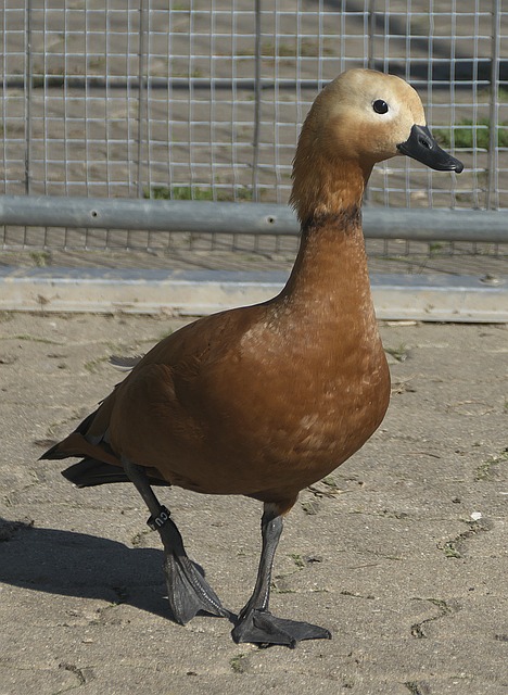光度