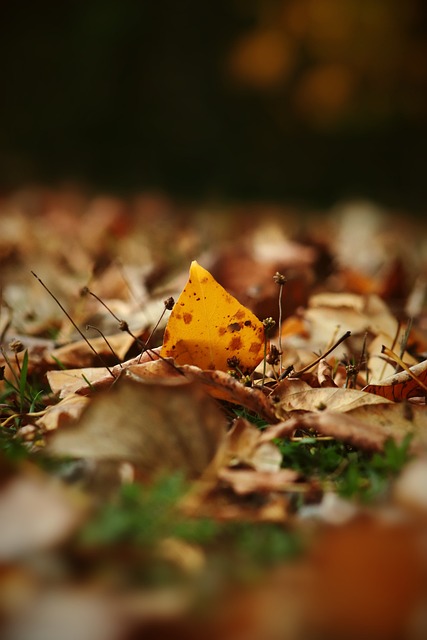 赛季报销的 赛季报销的