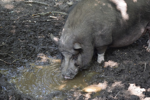 她在此领域 她在此领域
